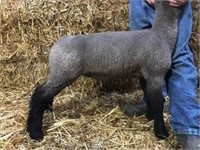 Hamp Cross Ewe Lamb (1718) – Werner Club Lambs