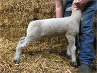 Speck Wether (1729) – Werner Club Lambs