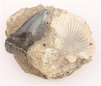 SHELL & SHARK TOOTH FOSSIL