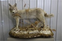 Full Body Coyote ? Mount on Base, 51" Long, 37"