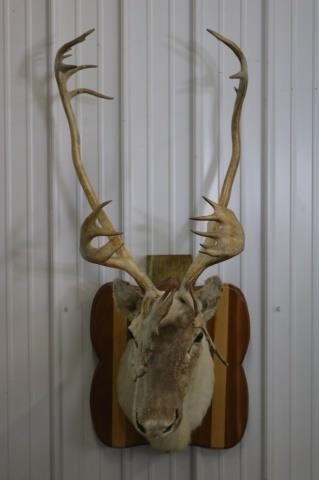 Sporting Collectible and Taxidermy Online Only Auction
