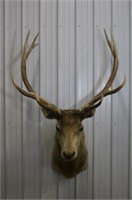 6x6 Bull Elk Shoulder Mount, Outside Width is