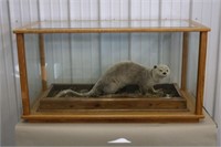 Full Body Otter in Glass Display Case, Case