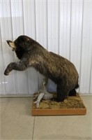 Full Body Black Bear on Base, 71" Long, Stands