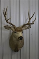 4x4 Mule Deer Shoulder Mount, 23" Wide, 48" Tall