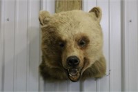 Bear Head Mount, 12" Wide, 18" Tall