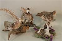 Lot of Three Quail