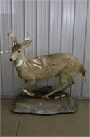 Full Body 10 Point Whitetail on Base, 48" Long,