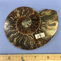 choice on 2 (17-18)  Fabulous ammonite fossil spec