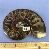 choice on 2 (17-18) Fabulous ammonite fossil speci