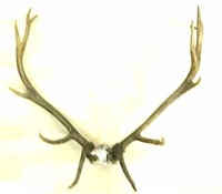 6x6 Elk Mount