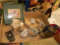 Rock Collector Lot w/ Petrified Wood