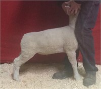 Dorset Ram Lamb - Erickson Family Farm