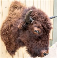 Taxidermy Buffalo / Bison Bust Mount Trophy