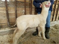 Dorset Ram Lamb - Lindow Family