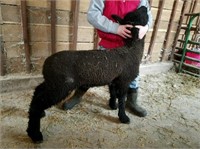 Cross Ewe Lamb - Lindow Family