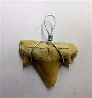 Real Shark Tooth Pendant