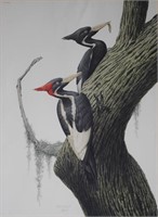 Signed Guy Coheleach Signed Woodpecker Print