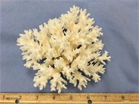 A beautiful coral, all white