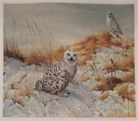 Charles Frace Print, Snowy Owls