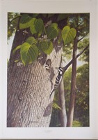 Ray Harm Print, Downy Woodpecker