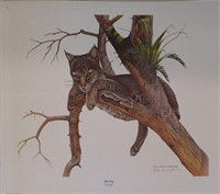 Richard Evans Younger Print, Yearling Bobcat