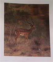 Charles Frace Print, Impala
