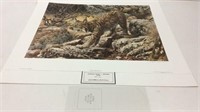 "Ghostly Quiet-Spanish Lynx" Signed & Numbered-S12