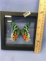 Framed butterfly       (11)