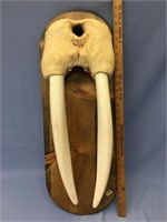Walrus head mount, 26" overall length, 22" tusks s