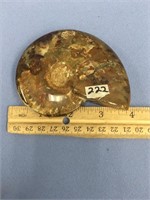 3.5" Ammonite fossil has not been cut in half, bea