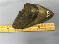 5.75" Megalodon shark's tooth with lots of origina