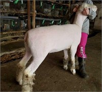 Dorset Yearling Ewe – Lindow Family