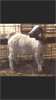 Market Boer Wether Goat - Union Hills Boer Goats