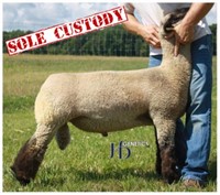 Crossbred Market Wether (0145) - CJ Club Lambs