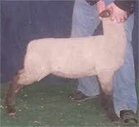 Hamp-X Market Ewe 17406 - Drewry Club Lambs