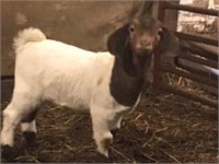 Market Boer Doe (0187)  - Union Hills Boer Goats