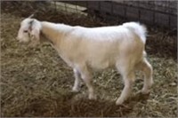 Market Boer Wether Goat (0194) - Union Hills Boer