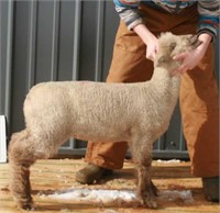 Reg Southdown Ewe Lamb - Peterson Hyway Farms