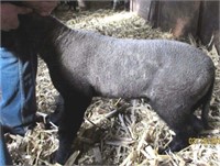 Crossbred Market Wether- Double M Club Lambs
