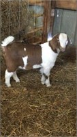 High Percentage Market Boer Doe - Union Hills Boer