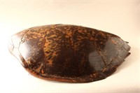 Turtle Carapace,