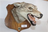 Snarling Coyote Mount