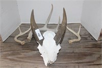 Deer Skull with Antlers