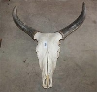 Skeleton Steer head with Horns