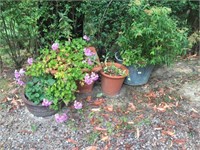 3 TERRACOTTA POTS & GALVANISED POT