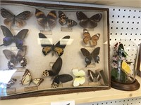 BUTTERFLY DISPLAYS