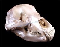 Excellent Large Alaskan Kodiak Grizzly Bear Skull