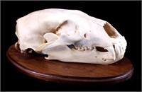 RARE Trophy Alaskan Polar Bear Skull