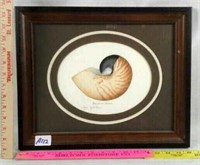 "Chambeted Nautilus" by Joyce Thayer